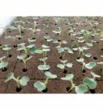 Bio Blooms Agro Hydroponics Foam 156 Cavities Brick to Grow Plants (pack of 3)