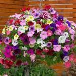 Splendour Seeds Flower seeds Petunia Garden Mixed Flower Seeds Perennial For Terrace Balcony Gardening Garden Plant Flower Seeds100 Seeds