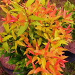 Ashokavanam Eugenia uniflora Plant