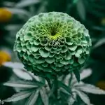 NooElec Seeds India 50+ Seeds- Green Marigold Flower Seeds For Home Garden