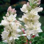 PARYAVARAAN tuberose Flower Bulbs For Home Gardening (pack of 50 bulbs)