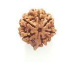Feel Touch Mart Original & Natural 6 Mukhi Ganesh Rudraksha Certified Nepal Bead