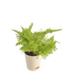 UGAOO Cotton Candy Fern Natural Live Indoor Plant with Pot