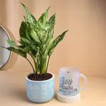 FlowerAura Air Purifying Live Aglaonema Indoor Plant In Blue Terracotta Pot With Mug For Home/Office Décor & For Birthday Gift, Anniversary Gift, Diwali Gift, Mother's Day Gift, Holi Gift