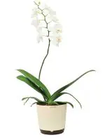 UGAOO Orchid Natural Live Indoor Plant With Pot (Large)