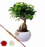 Abana Homes Green Bonsai Plants