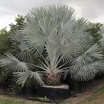 Kapebonavista Bismarckia Nobilis Madagascar 4 Years 8 Month Old Plants