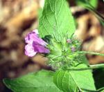 Plantzoin Shady calamint Birchee Clinopodium umbrosum Kala gaisha Live Plant