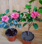 Baishnab Rhoeo PlantCamelia PlantCamellia Flower Plant B02
