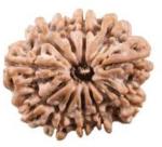 Feeltouchmart Brown Wood 11 Mukhi Nepal Rudraksha Beads Hgj00-1001-2500