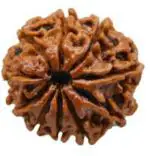 Feeltouchmart Brown Wood 10 Mukhi Rudraksha Beads Hgj00-1001-2468