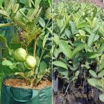 PLATONE Guava Plant_Guava plant bn sjf pai(y259