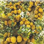 Cloud Farm Hybrid Cochin Red Jackfruit Plant - 200 mm CF_O59