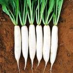 PARYAVARAAN Radish Warsha Bahar Vegetable Seeds For Summer Season Home Gardening Pack of 30-50 Seeds
