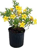 Garden Art Green Allamanda Dwarf Round Plastic Flower Pots