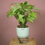 Hug A Plant White Syngonium - Live Plant (With Self-Watering Pot & Plant) (Color: White)