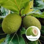 Cloud Farm Hybrid and Artocarpus Altilis Breadfruit Plant - 200 mm CF41