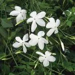 SUMIT Greenery Live Real Jasmine Flower Plant Taxonomic Name Jasminum High Fragrance Exotic Plants Live Garden Plant(1 Healthy Live Plant)