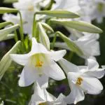 PLATONE small lily plant, it is a plant not a seed(Pack Of1)