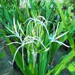 Kapebonavista Nagadamani Sudarshan Visamumgil Crinum asiaticum Seashore Lily Bulb Bakung Crinum Lily Asiatic Lily Spider Lily Seashore Crinum Bawang Hutan Living Plant with Polly Bag