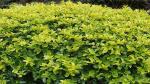 The Entacloo Duranta Plant Live Golden Duranta Hedge 10 Plants - Attractive Garden Hedge Plant