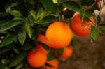 Online Plant Bazar Orange Vietnam Sweet Malta All Time Variety Grafted Live Fruit Plant-Vm02