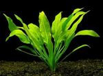 Maalavya Green Echinodorus Bleheri To Leaves Live Aquarium Aquatic Plant With Pot - 240 G (Pack Of 3)