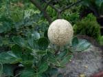 Zomoloco Custard Apple PlantAata PlantWOOD APPLE