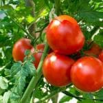 Tamransh Tomato Seeds, 150 Seeds