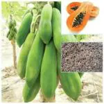 Tamransh Atozprintshop Tsy Thai Papaya Seeds Hybrid Variety Dwarf Fruit 5Kg Packet Seed, 20