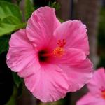 Cloud Farm Hybrid Rose Mallow Hibiscus Plant - 200 mm CFCF_O277