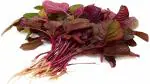 PLATONE Red(Amaranthus) Lal Saag Cheera Hybrid Spinach Seeds-150 Seed(Pack Of150 x Seed)