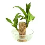 FOBHIYA Lucky Brazil Wood Plant, Healthy Indoor Live Lucky Brazilian Wood Plant for Living Room, Feng Shui Plant - 1 Plant