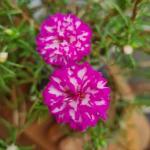 Cloud Farm Hybrid Portulaca Plant - 200 mm CF2021