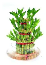 Abana Homes Glass Green 3 Layers Lucky Bamboo Plant With Pot