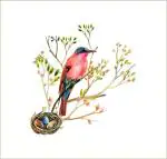 Divinedesigns Multicolor Vinyl Sparrow Bird Nest Sticker