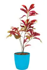 Cloud Farm Hybrid Excoecaria Laila Majnu Plant - 200 mm CF_A246