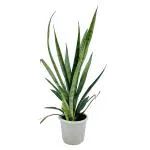 Hug A Plant Sansevieria Silver Princess / Snake Plant (Sansevieria trifasciata)- Live Plant in 12cm Pot (Home & Garden)