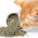 Sage Square Organic Catnip Powder With Menthol Flavor To Relax And Train Your Cat Kitten (20G)