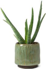 Zomoloco Herb Aloe Vera Hybrid Plant - 135 Mm