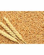 Green World Pusa Dbw 303 Karan Vaishnavi Wheat Seeds 1000 g
