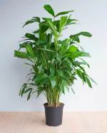 Corofitam China Palm PlantPam PlantFISHTAIL PALM / CARYOTA URENS / MACHLI PALM ORNAMENTAL PLANT