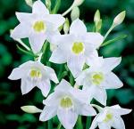 PARYAVARAAN Eucharis lily Flower Bulbs for All Season India (Pack of 15 Bulbs)