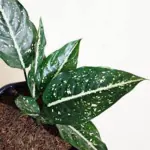 Ashokavanam Aglaonema Costatum Dwarf (Emerald Star) Plant