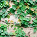 Ashokavanam Creeping fig ivy plant (Ficus pumila)