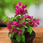 Corofitam Bougainvillea Plant_kajoj panyt nsdf pai(x394