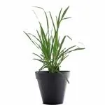 Bhajanlal Greenery Lemongrass/Cymbopogon Citratus Indoor Plant with Plastic Pot