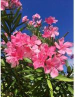 Rosemary Organic Pink Kaner Seed 10 Per Packet