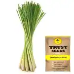 Trustbasket Multicolor Lemon Grass Seeds Hybrid (1)