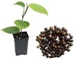 Earth Angels Black Pepper PlantGolmorich PlantBlack Peper Live Plant [CF2]